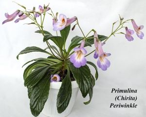 Primulina (Chirita) Periwinkle